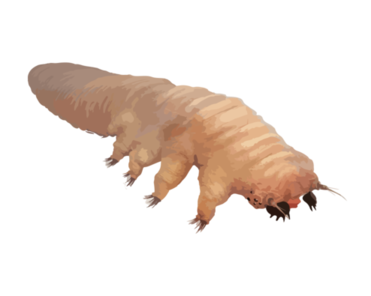 Demodex